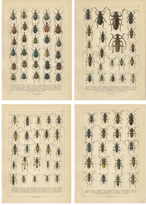 Antique Longhorn Beetle Chromolithographs, European Cerambycidae, Calwer 1893
