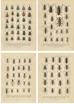 Antique Longhorn Beetle Chromolithographs, European Cerambycidae, Calwer 1893