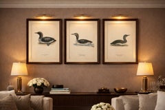 Antique Loon Bird Lithographs Set of 3, Arctic Loon & Red-Throated Loon, 1929