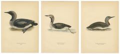 Antique Loon Bird Lithographs Set of 3, Arctic Loon & Red-Throated Loon, 1929