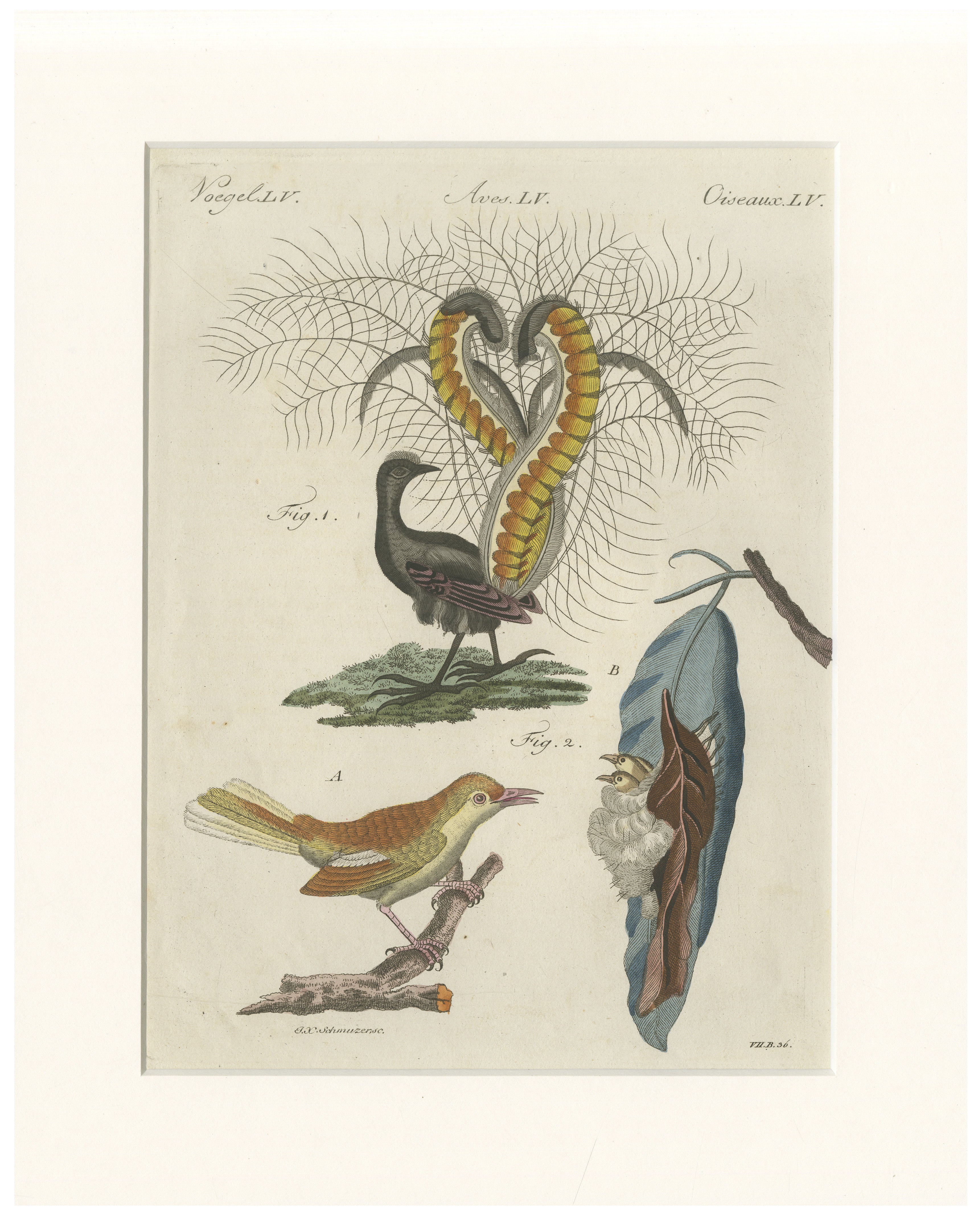 Antique Lyrebird & Tailorbird Engraving – Bertuch, 1796