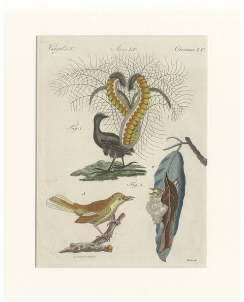 Antique Lyrebird & Tailorbird Engraving – Bertuch, 1796