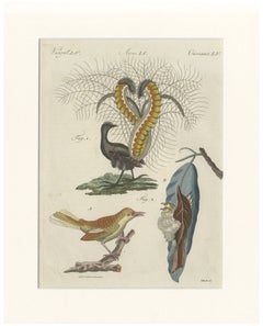 Antike Gravur eines Leiervogels und eines Schneidervogels – Bertuch, 1796