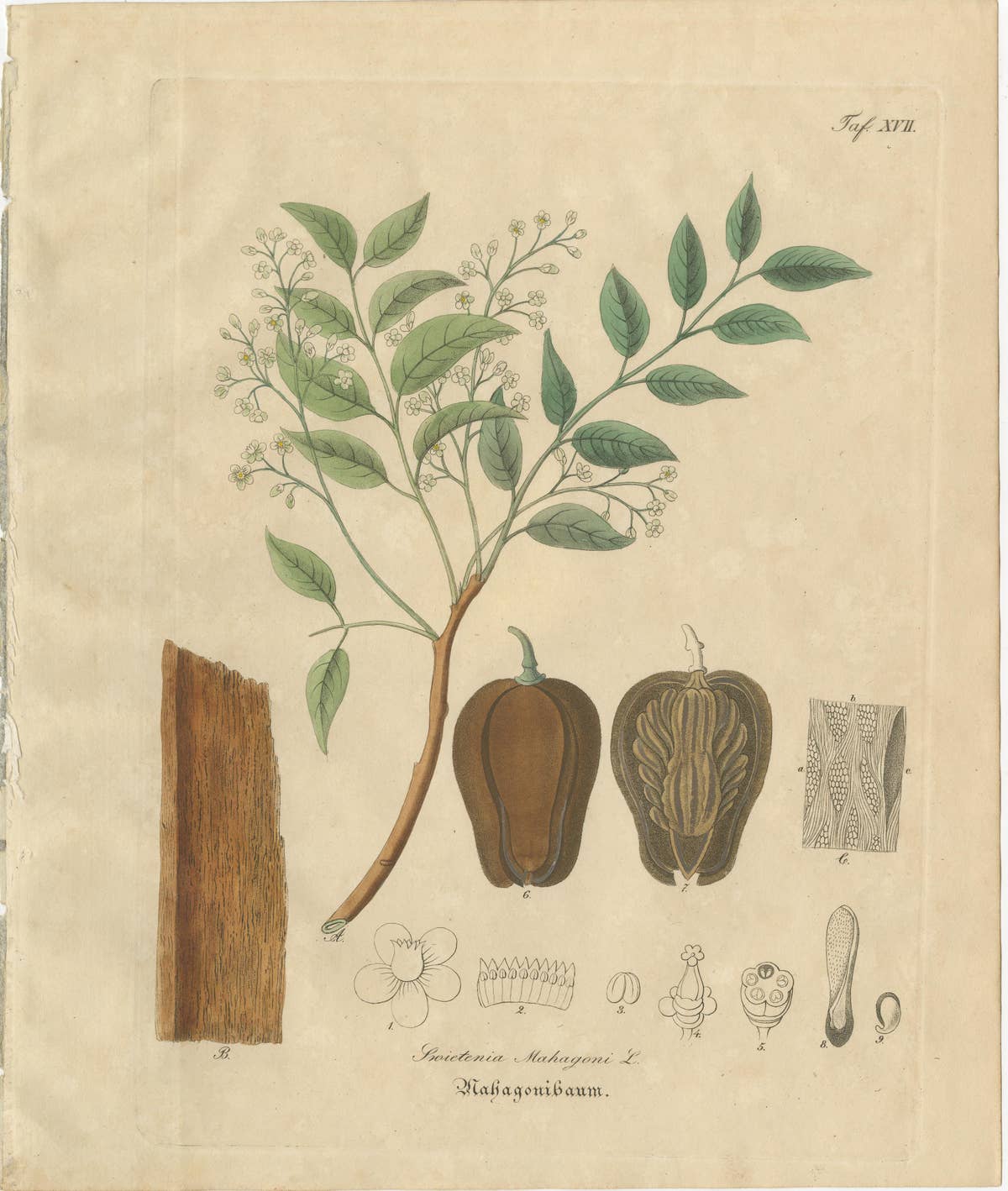 Antique Mahogany Botanical Print, Swietenia Mahagoni, c.1831