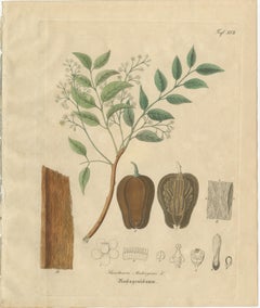 Antique Mahogany Botanical Print, Swietenia Mahagoni, c.1831