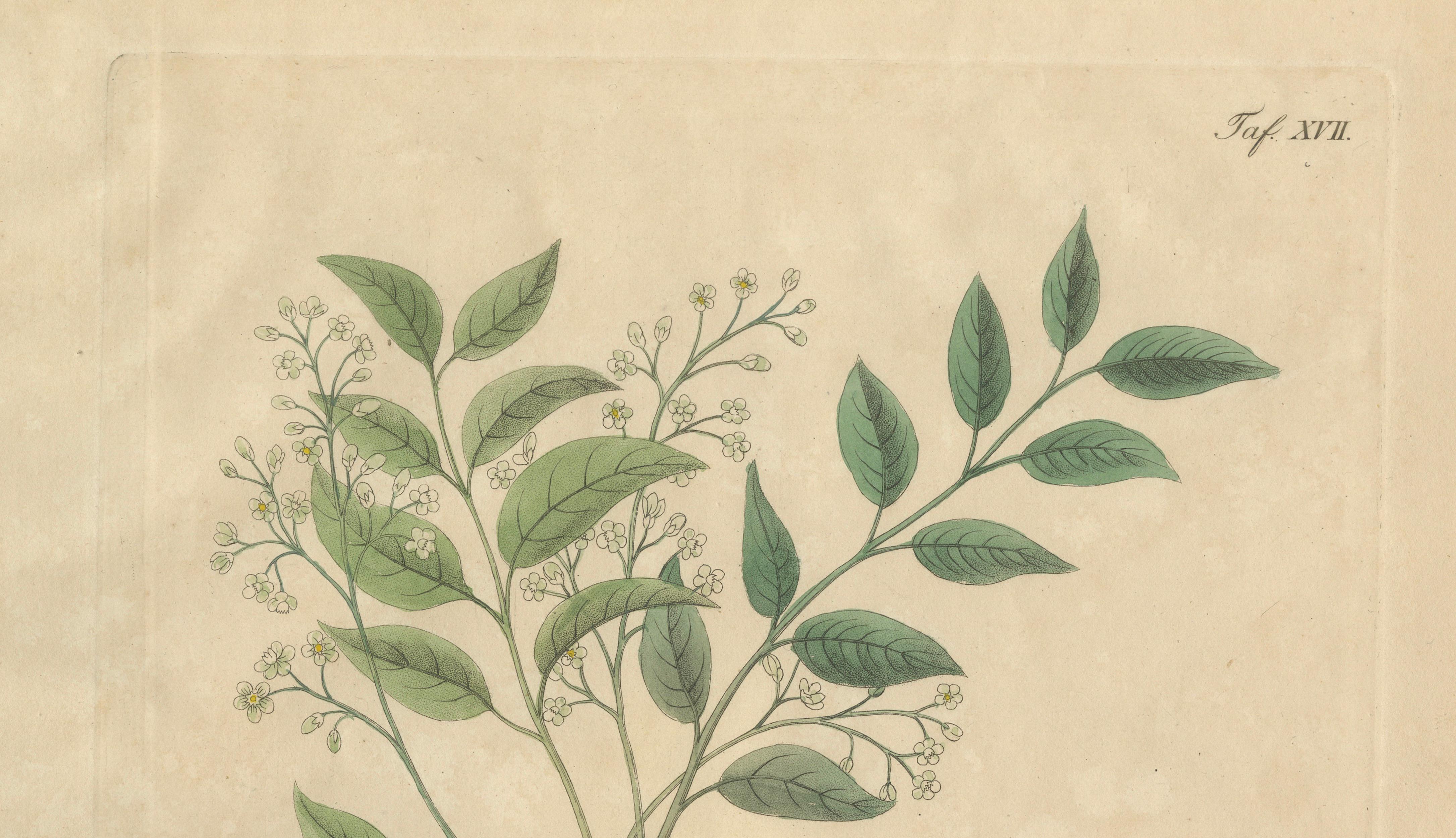 Antique Mahogany Botanical Print, Swietenia Mahagoni, c.1831
