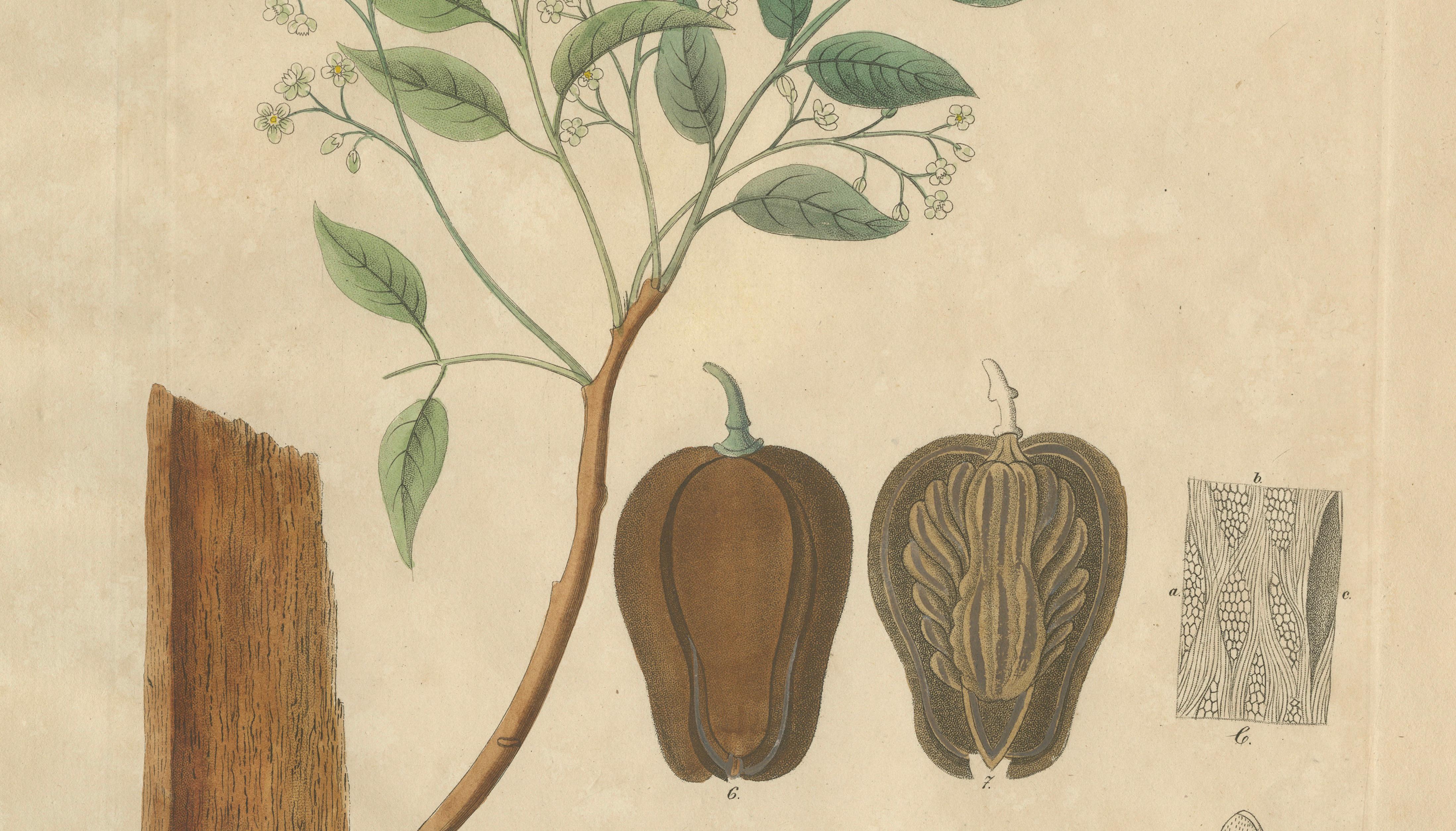 Antique Mahogany Botanical Print, Swietenia Mahagoni, c.1831