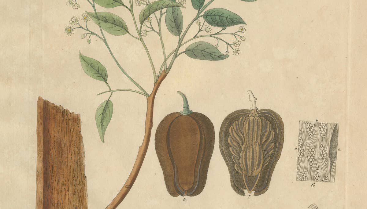 Antique Mahogany Botanical Print, Swietenia Mahagoni, c.1831