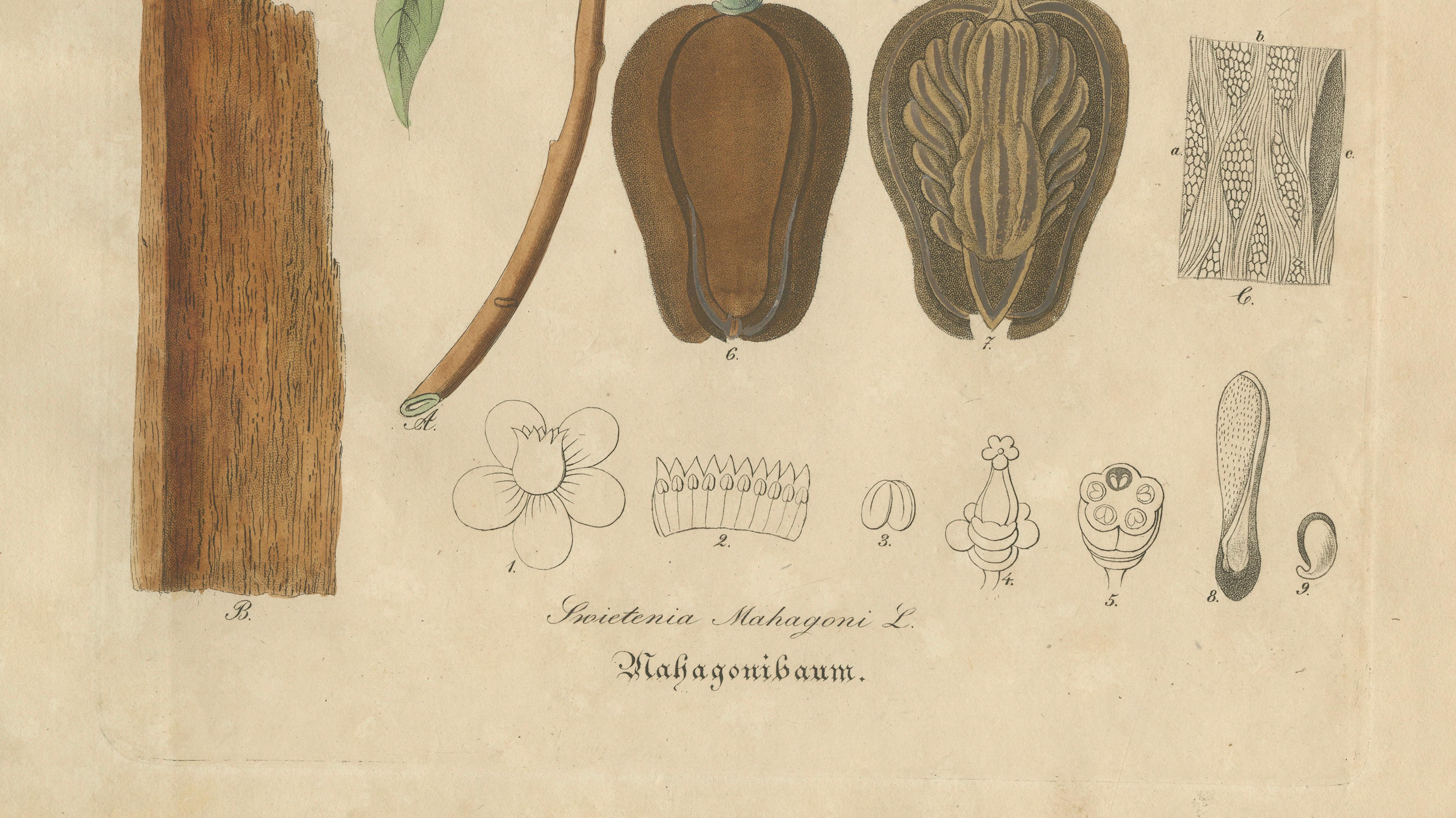 Antique Mahogany Botanical Print, Swietenia Mahagoni, c.1831