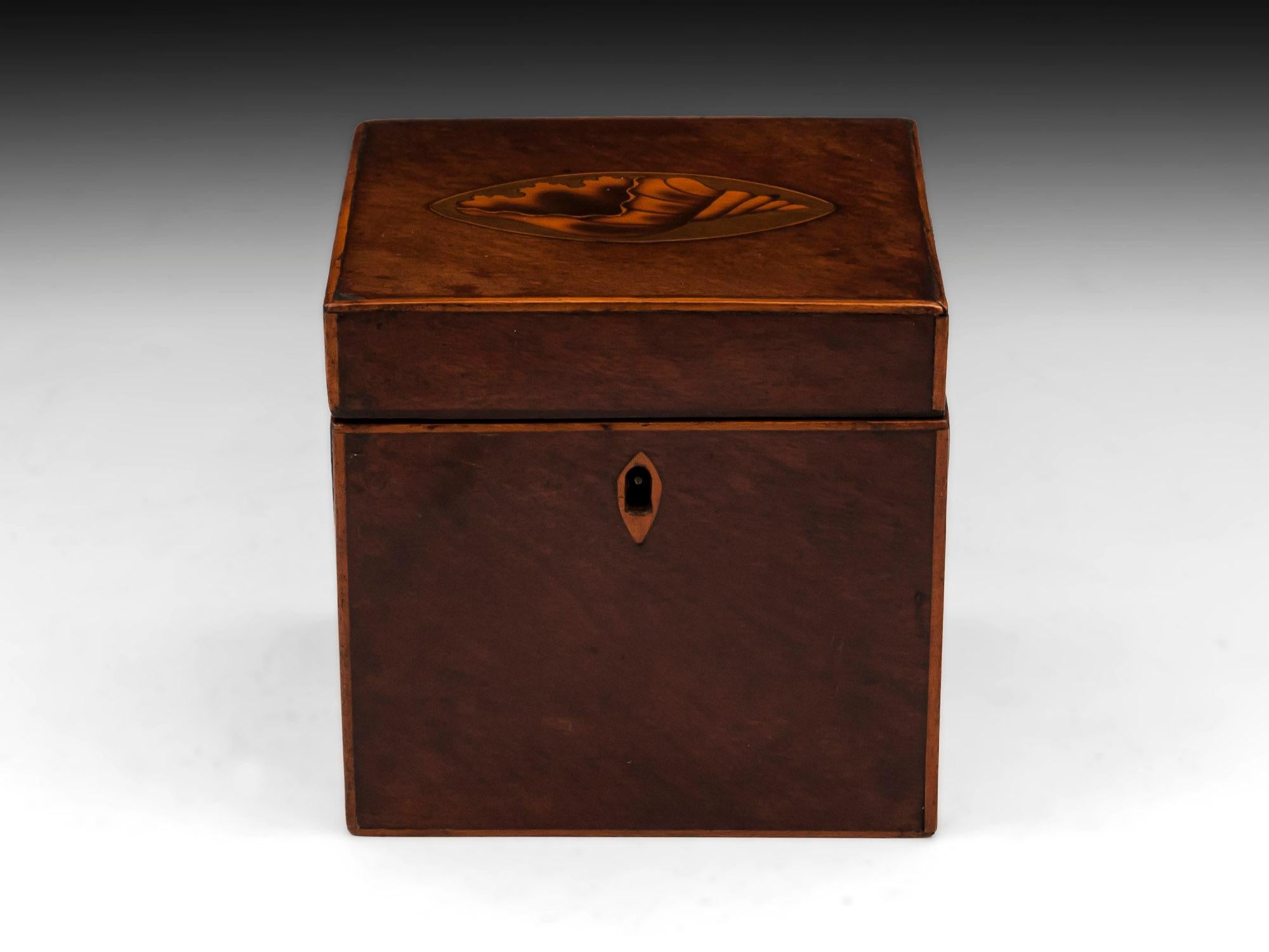 Antique single tea caddy veneered in mahogany with beautiful conch shell inlay on the top and boxwood edging.
The interior features a single lid with floral inlay and turned bone handle.
This tea caddy comes with a fully working lock and tasseled