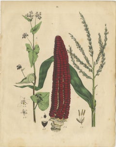 Antique Maize Botanical Print, Corn Plant Study, Germany 1852