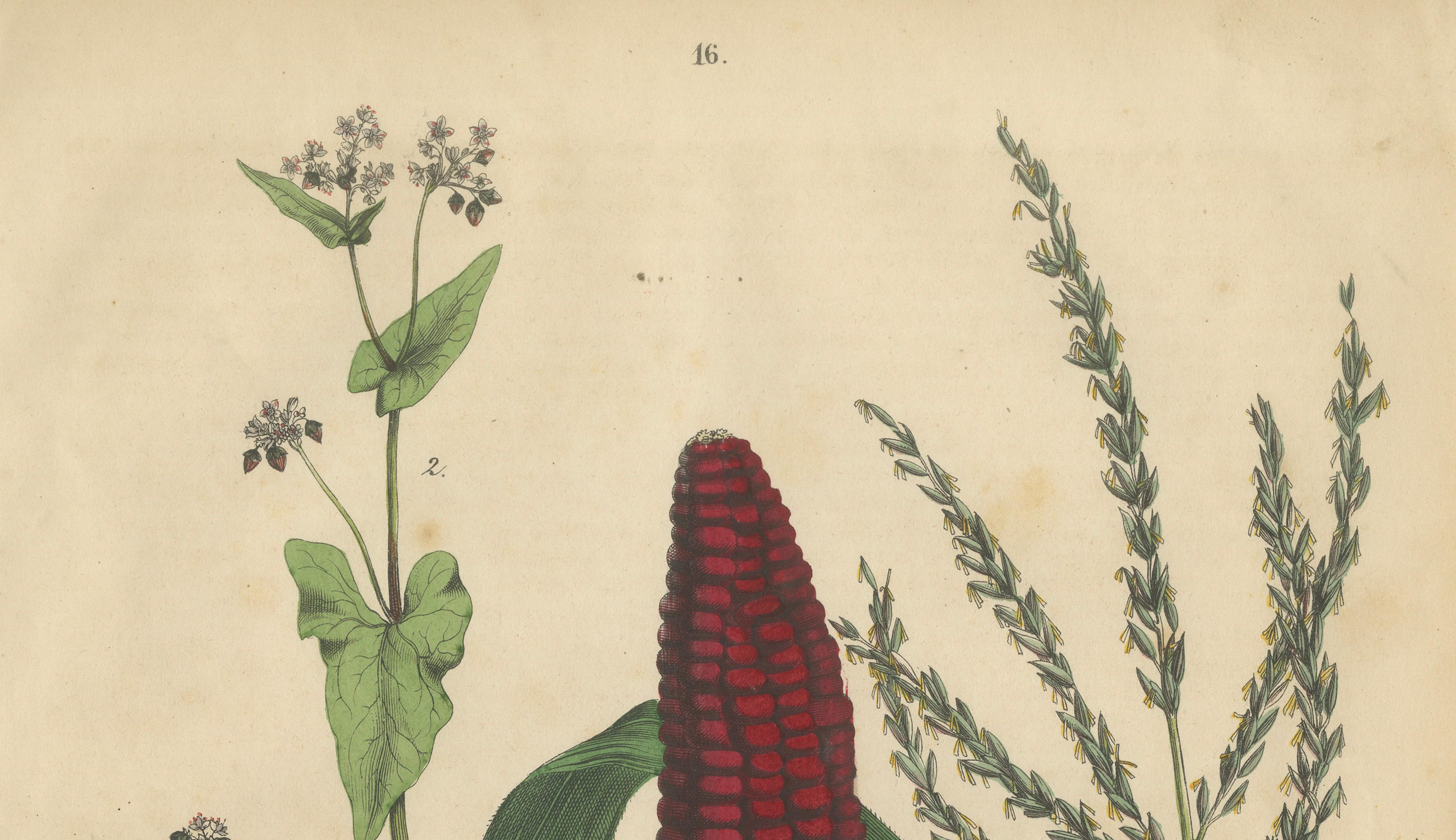 Antique Maize Botanical Print, Corn Plant Study, Germany 1852