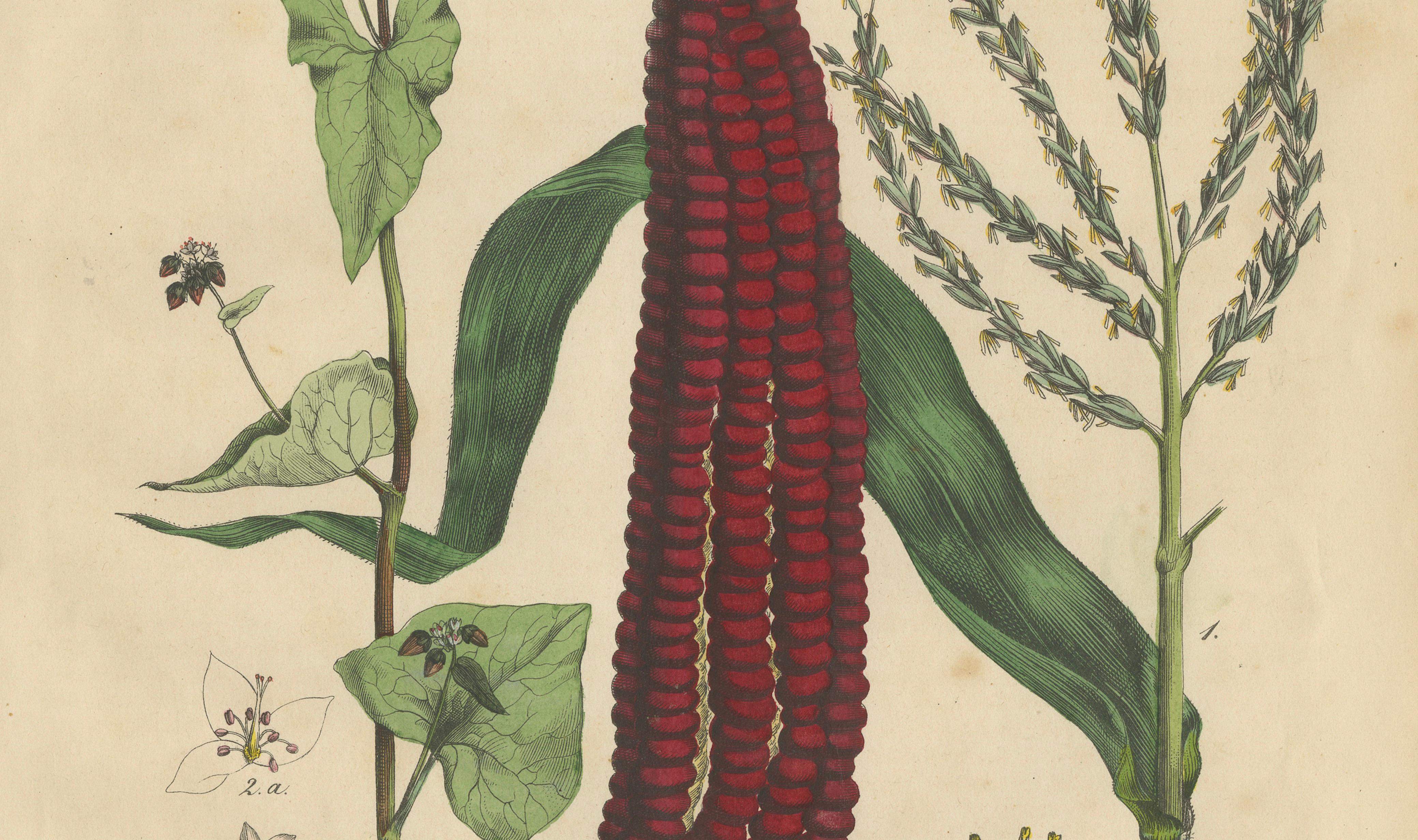 Antique Maize Botanical Print, Corn Plant Study, Germany 1852