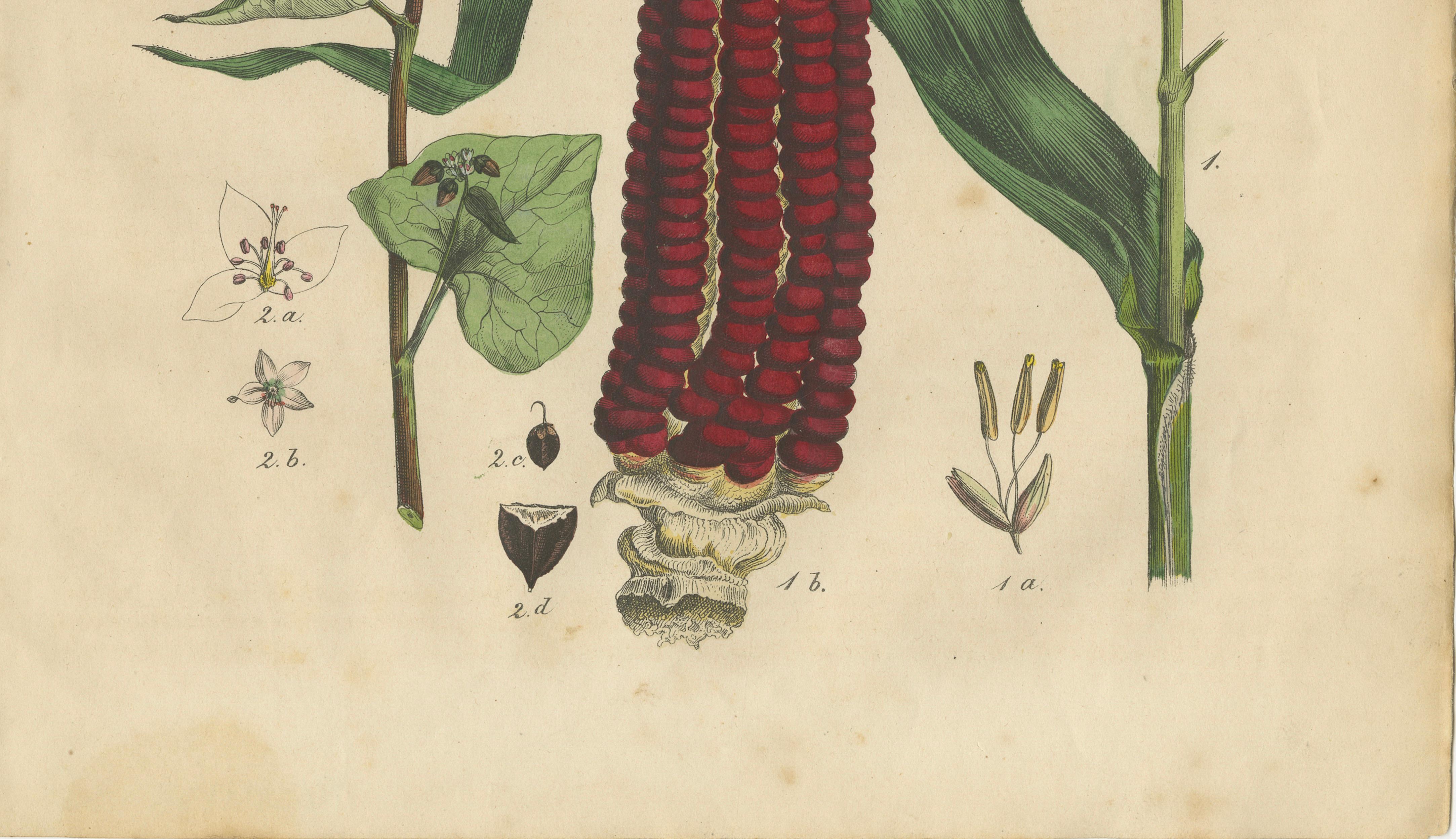 Antique Maize Botanical Print, Corn Plant Study, Germany 1852