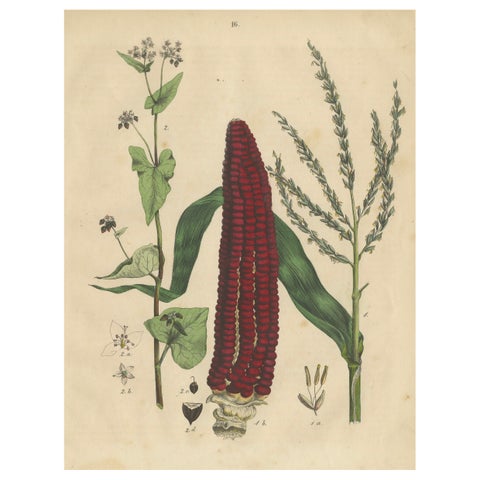 Antique Maize Botanical Print, Corn Plant Study, Germany 1852