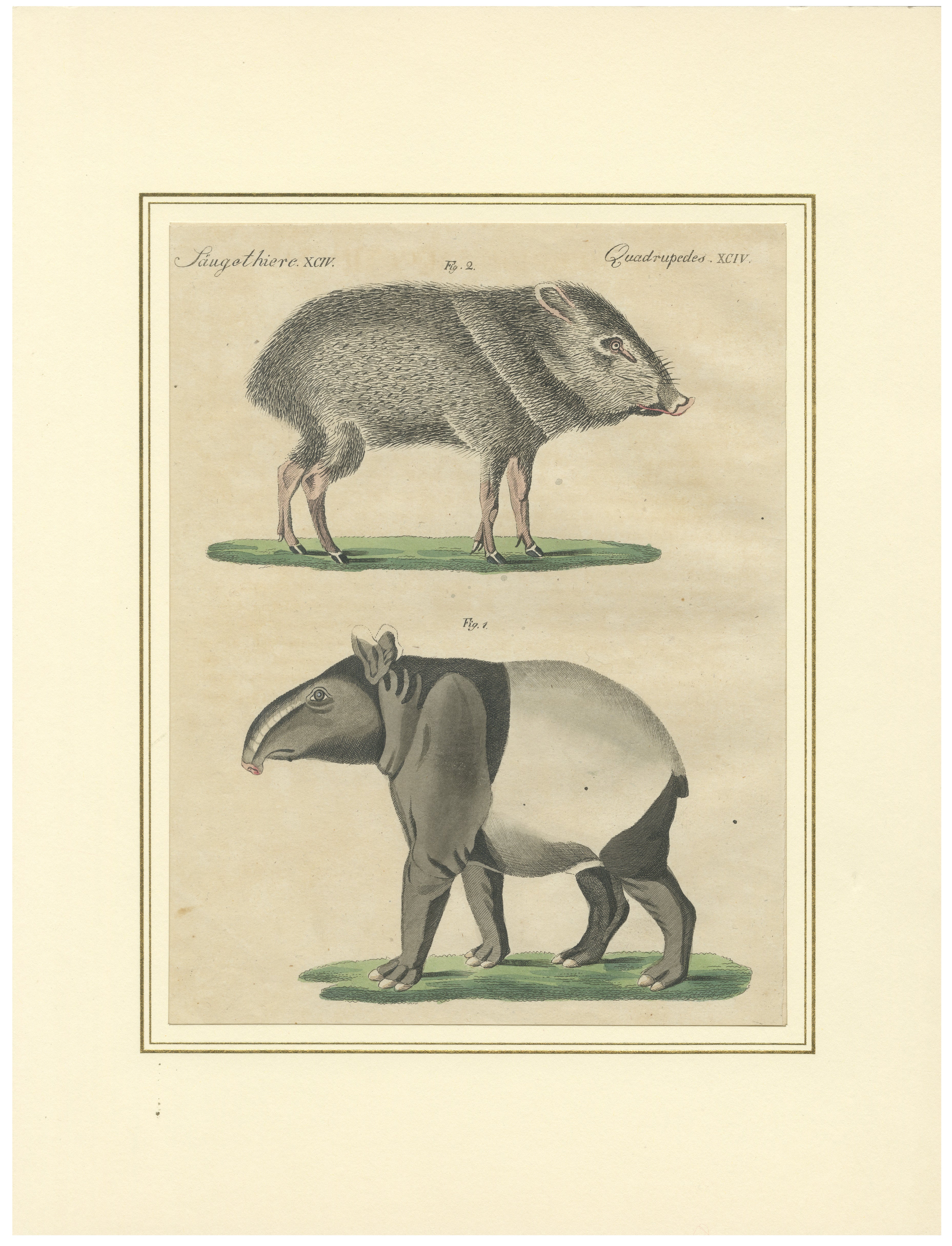 Antique Malayan Tapir & Collared Peccary Engraving – Bertuch, c.1815