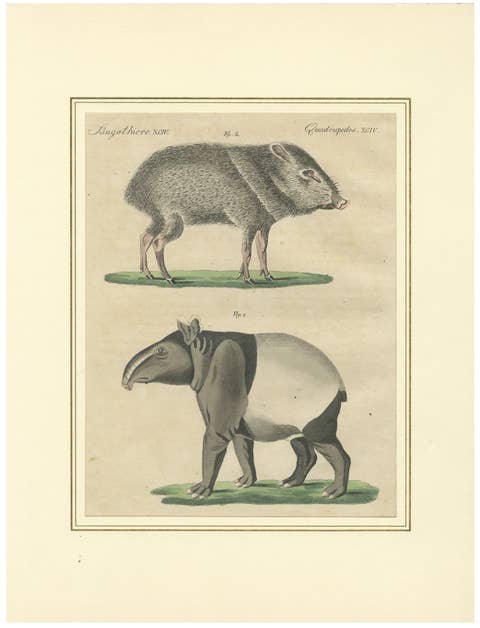 Antique Malayan Tapir & Collared Peccary Engraving – Bertuch, c.1815