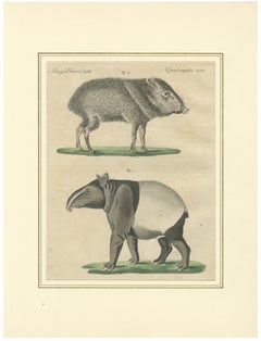 Antique Malayan Tapir & Collared Peccary Engraving – Bertuch, c.1815