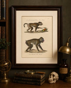 Antique Mandrill & Baboon Lithograph by Karl Joseph Brodtmann, 1816