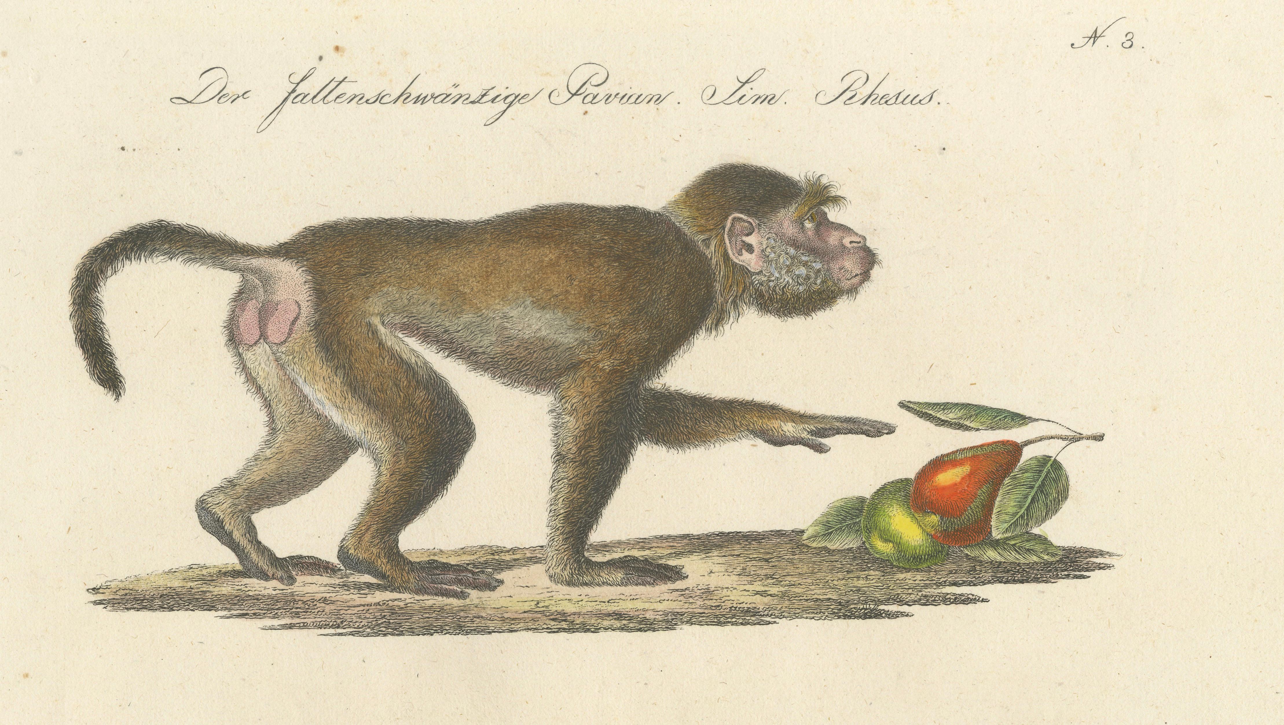 Antique Mandrill & Baboon Lithograph by Karl Joseph Brodtmann, 1816