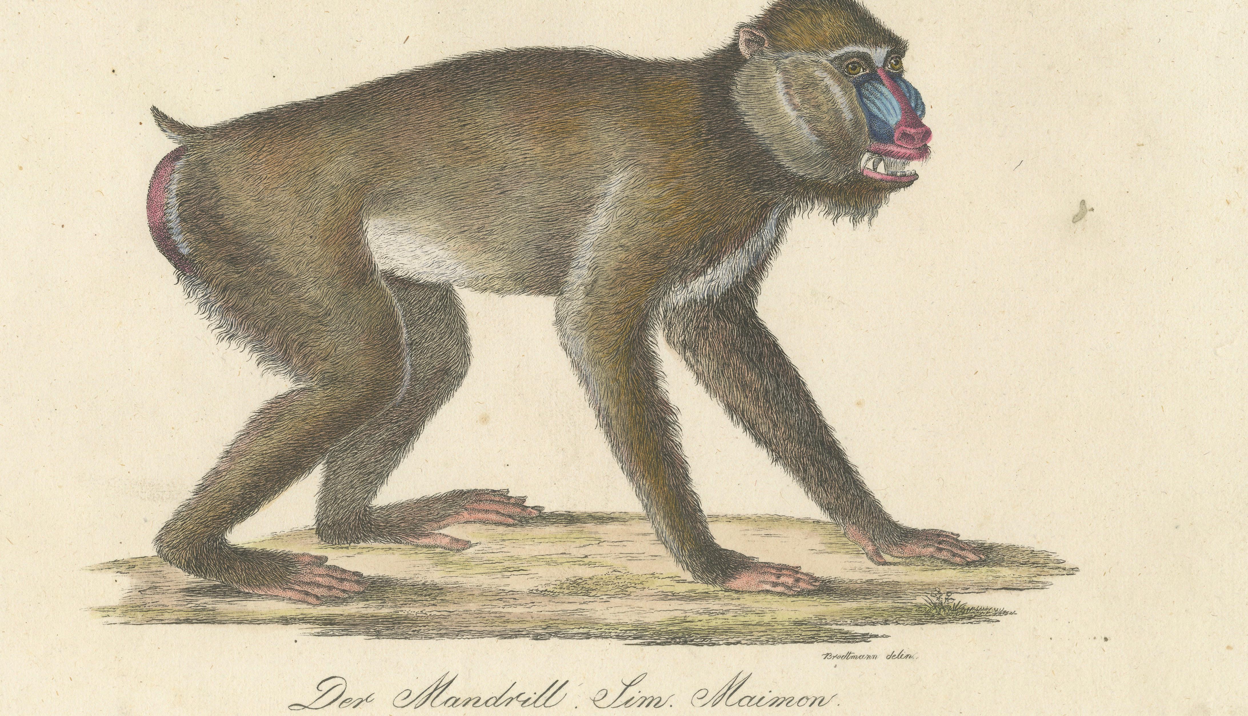 Antique Mandrill & Baboon Lithograph by Karl Joseph Brodtmann, 1816