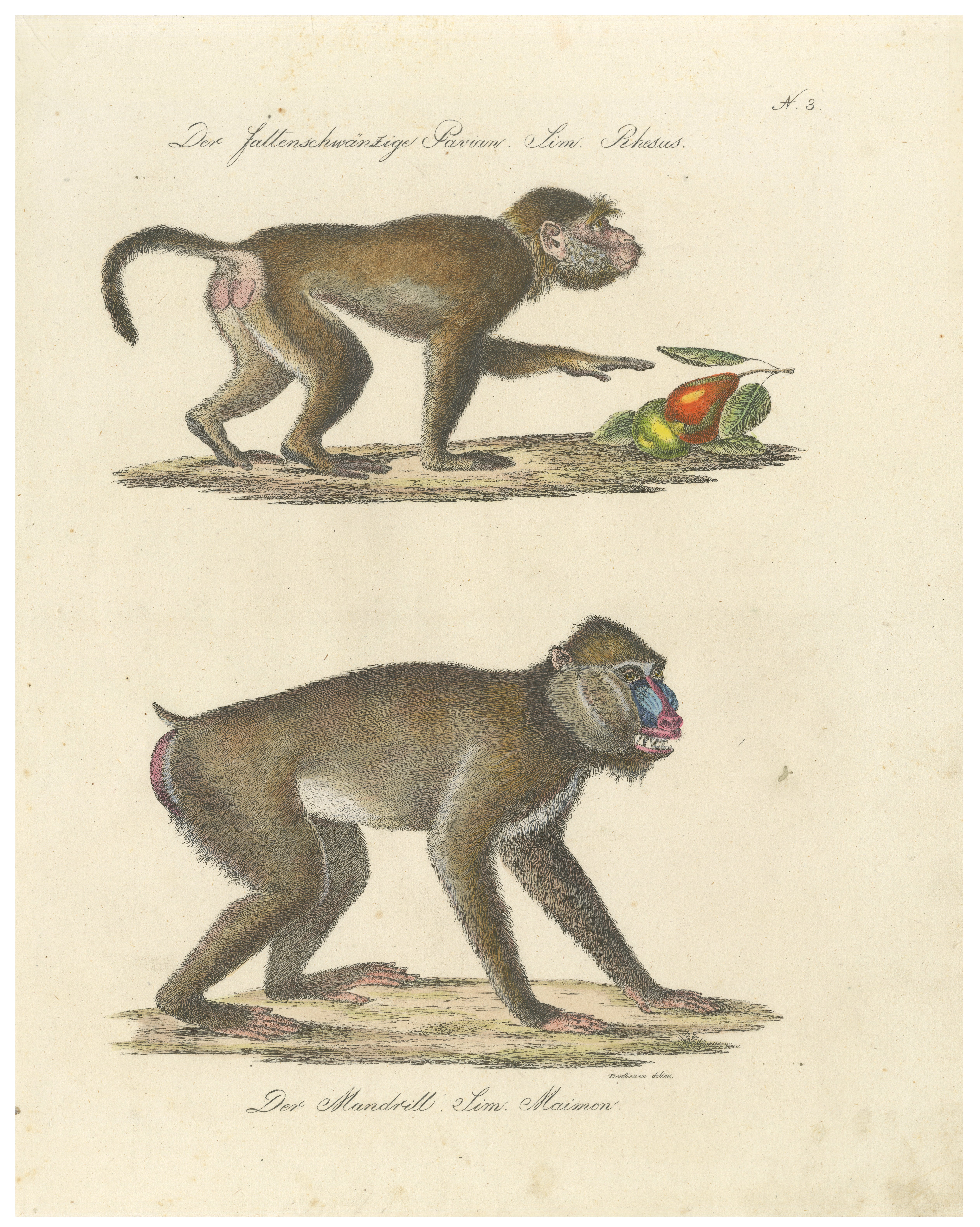 Antique Mandrill & Baboon Lithograph by Karl Joseph Brodtmann, 1816