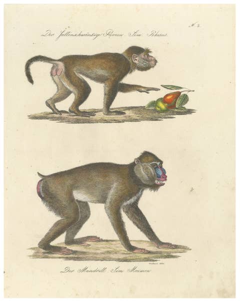 Antique Mandrill & Baboon Lithograph by Karl Joseph Brodtmann, 1816