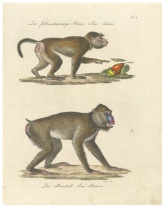 Antique Mandrill & Baboon Lithograph by Karl Joseph Brodtmann, 1816