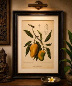 Antique Mango Botanical Chromolithograph by Hoola van Nooten, c. 1880