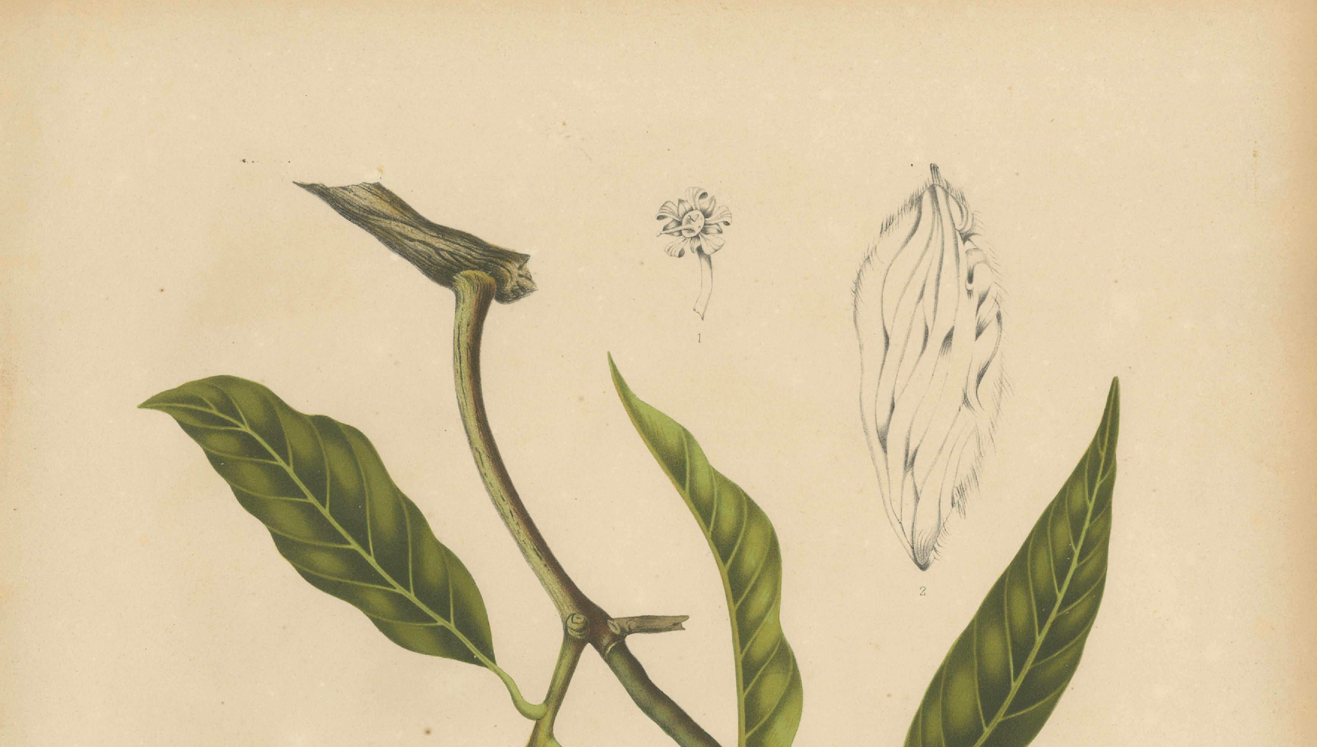 Antique Mango Botanical Chromolithograph by Hoola van Nooten, c. 1880