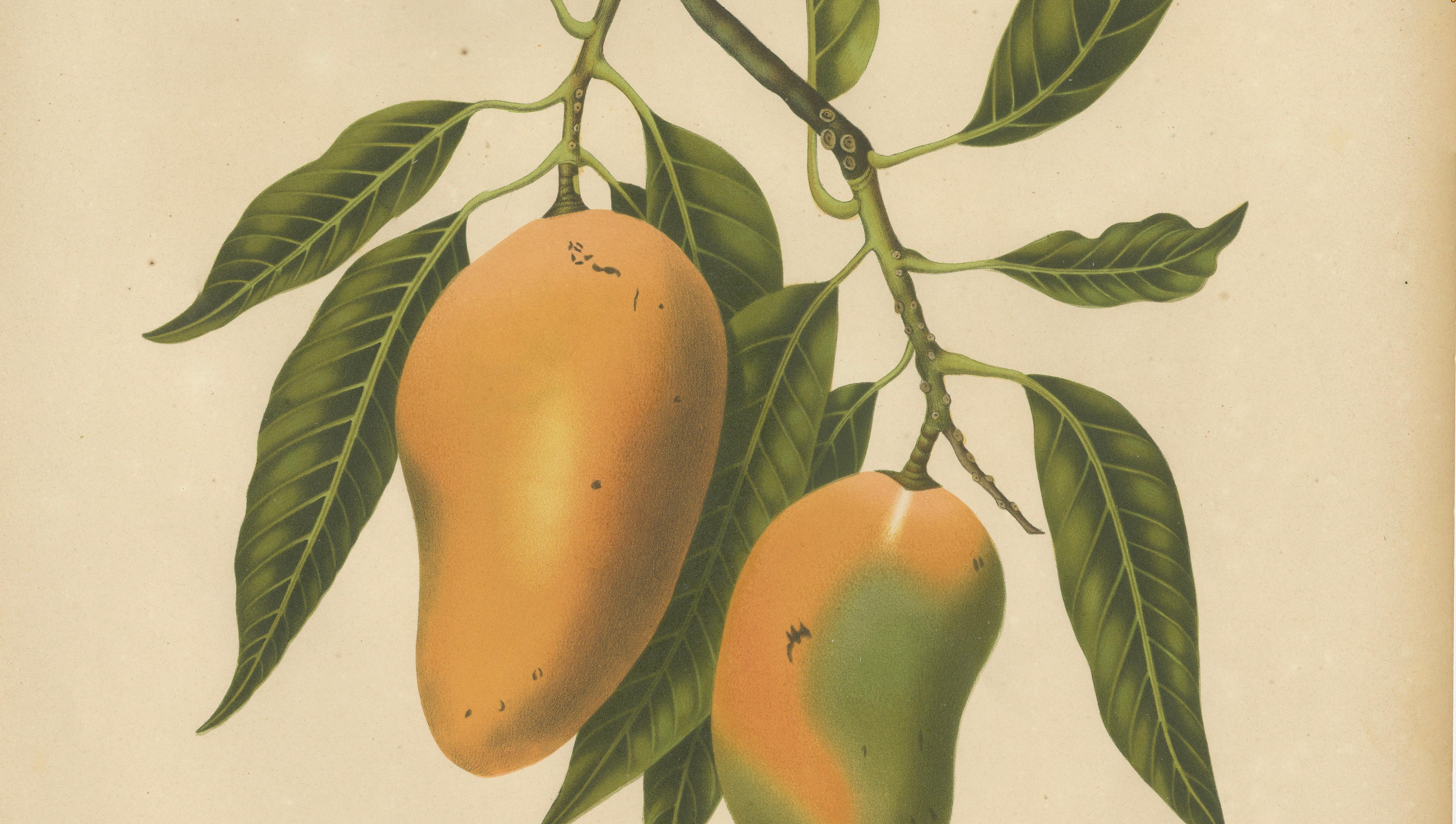 Antique Mango Botanical Chromolithograph by Hoola van Nooten, c. 1880