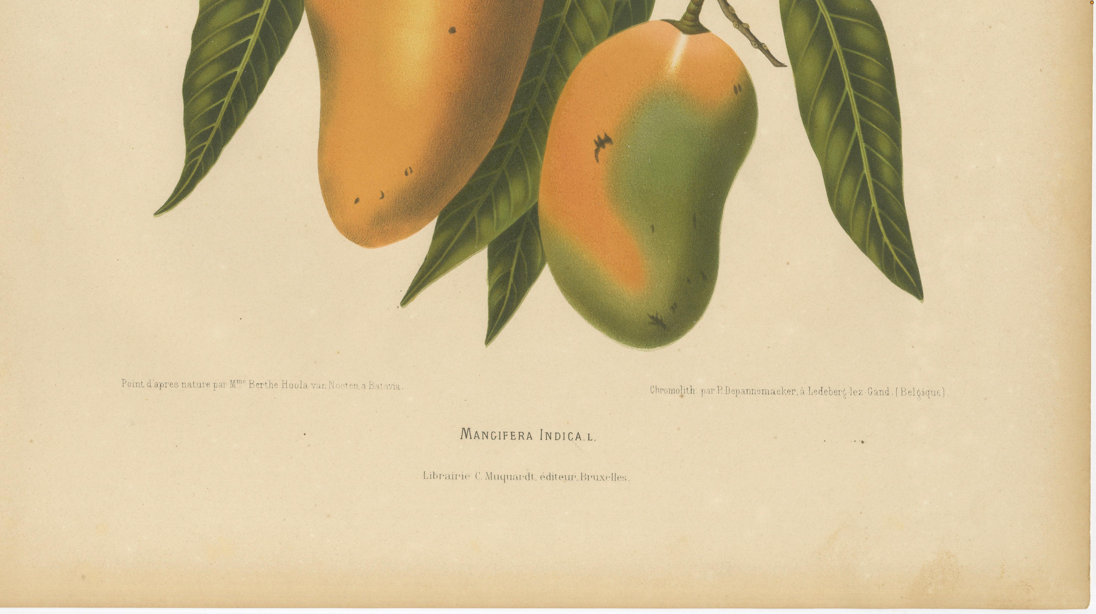 Antique Mango Botanical Chromolithograph by Hoola van Nooten, c. 1880