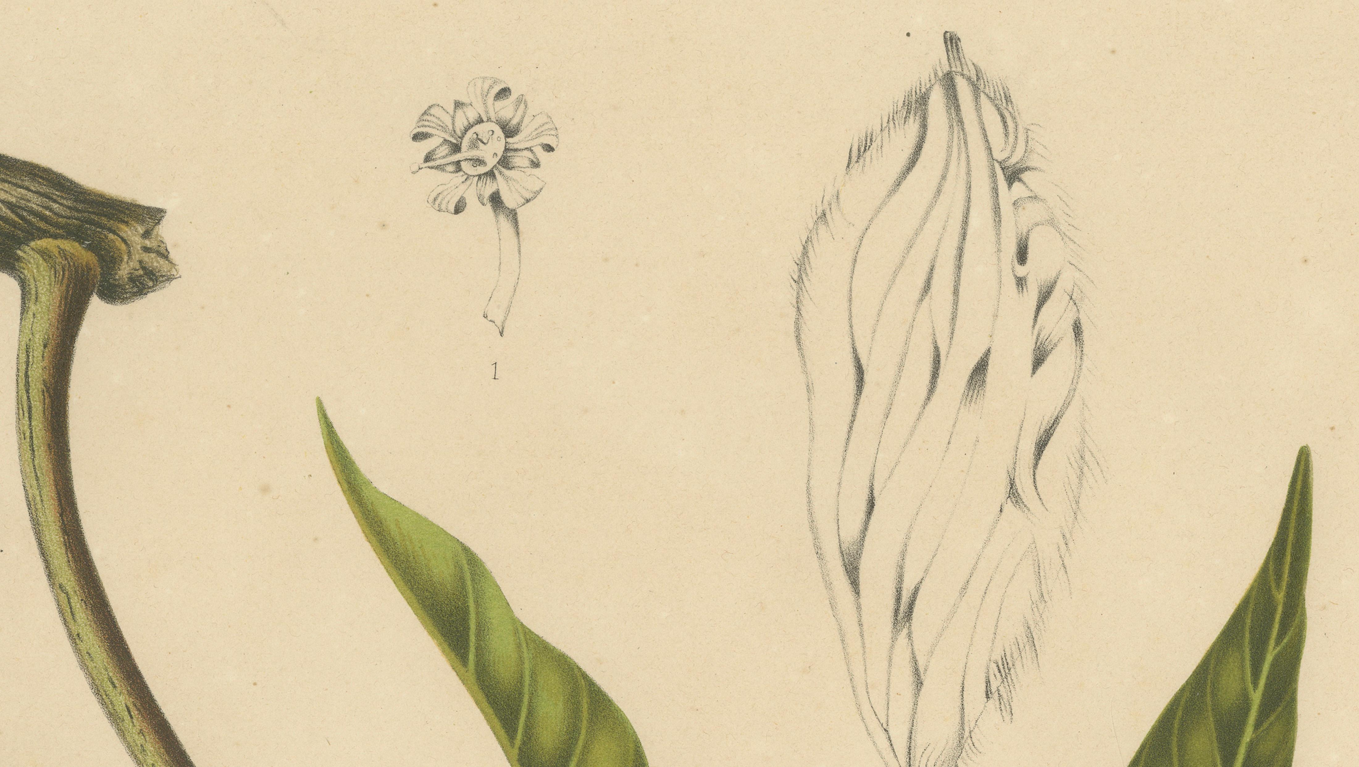 Antique Mango Botanical Chromolithograph by Hoola van Nooten, c. 1880