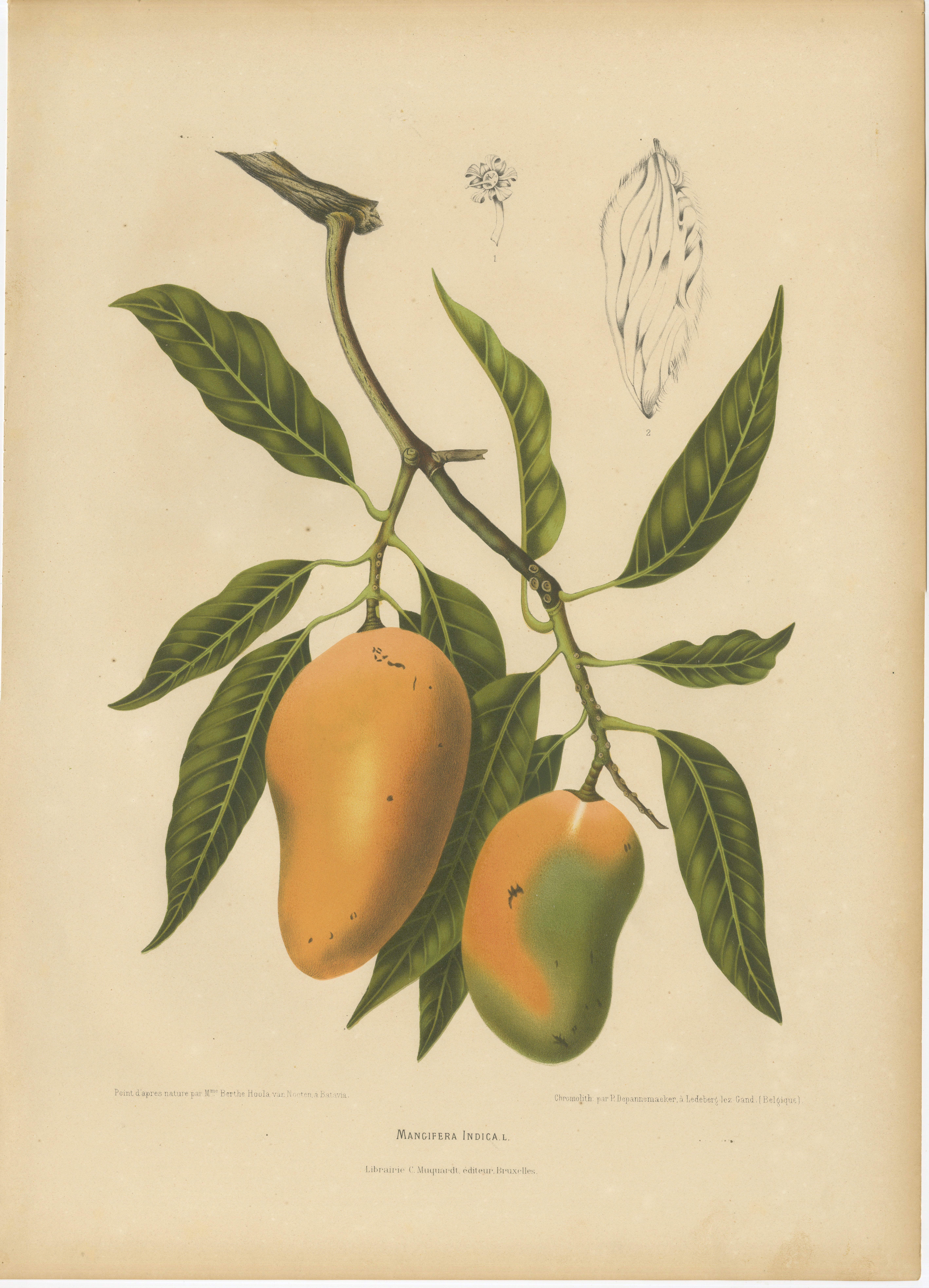 Antique Mango Botanical Chromolithograph by Hoola van Nooten, c. 1880