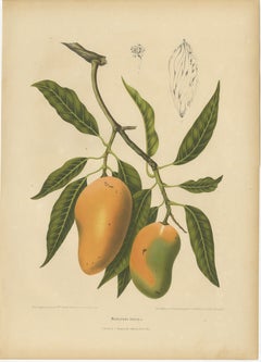 Antique Mango Botanical Chromolithograph by Hoola van Nooten, c. 1880