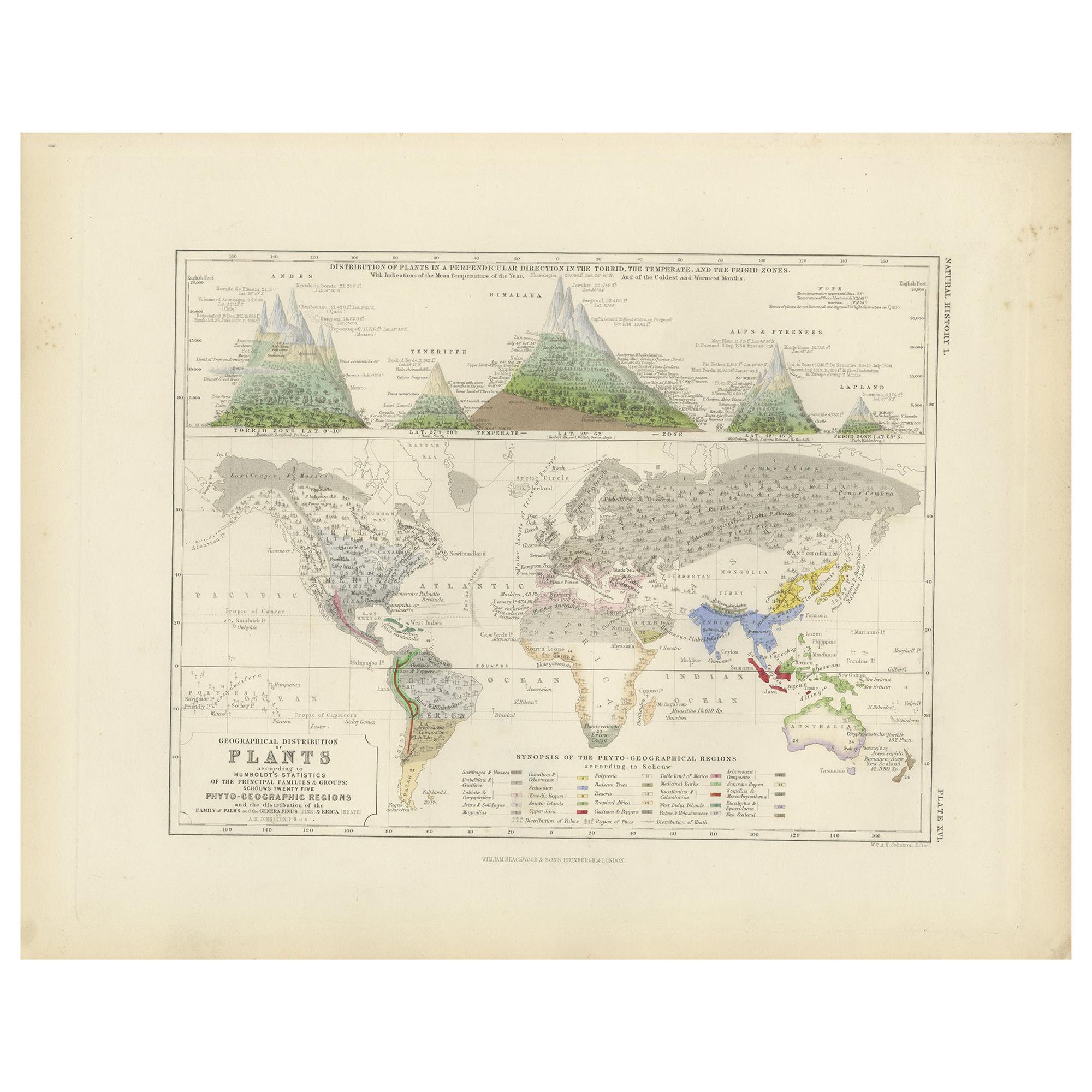 Antique Map Showing the Distribution of Plants by Johnston, '1850' For Sale