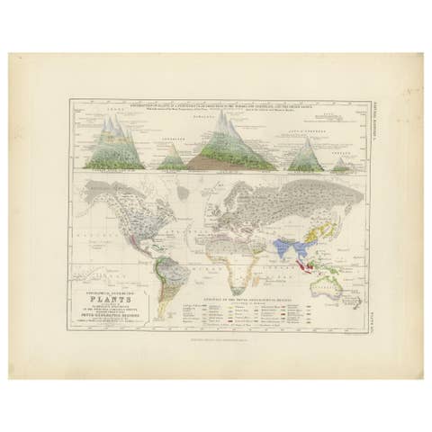 Antique Map Showing the Distribution of Plants by Johnston, '1850'