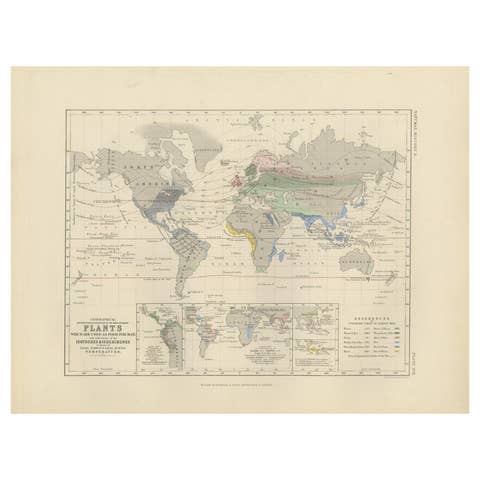 Antique Map Showing the Distribution of Plants by Johnston '1850'