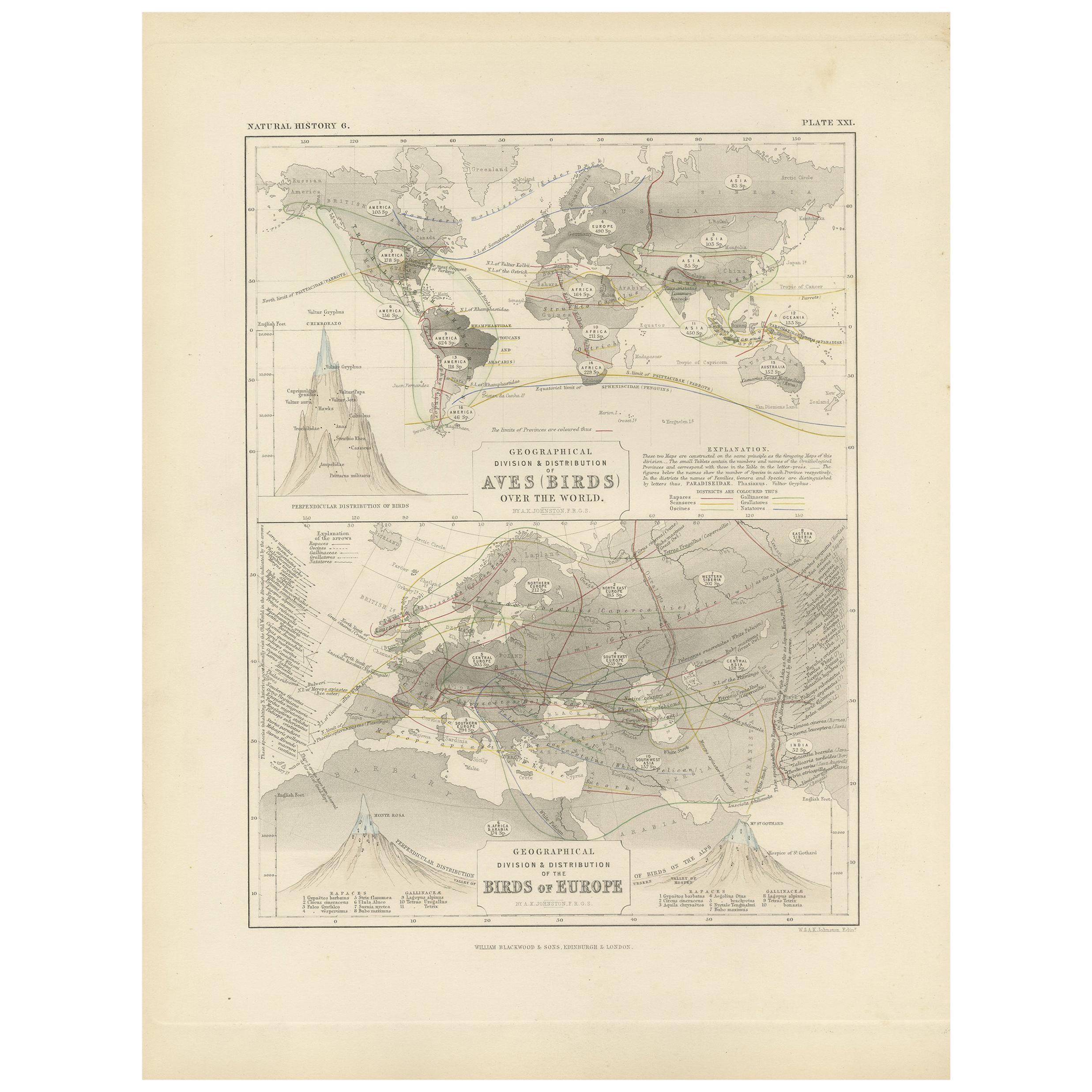 Antique Map Showing the Division and Distribution of Birds by Johnston '1850'