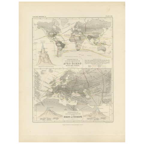 Antique Map Showing the Division and Distribution of Birds by Johnston '1850'