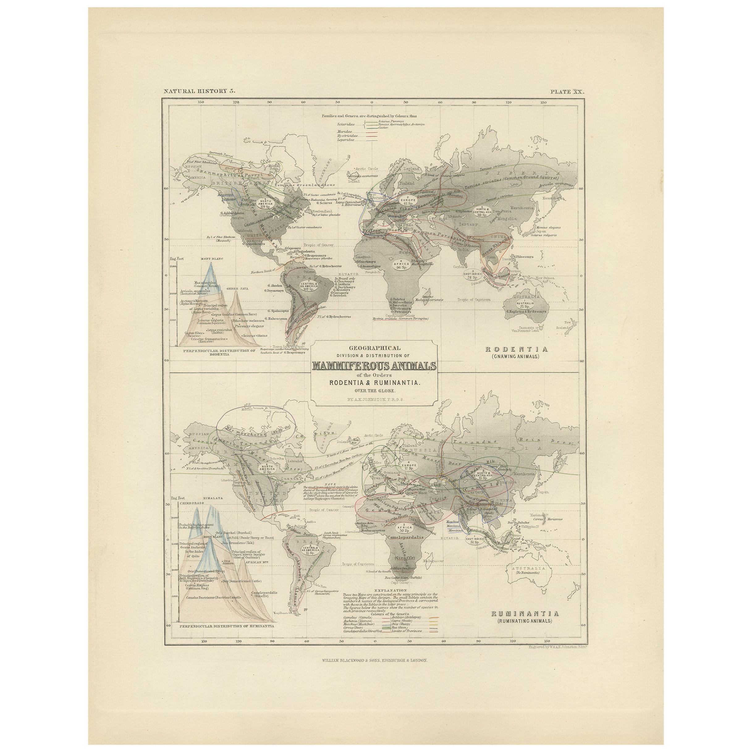 Antique Map Showing the Division and Distribution of Mammals by Johnston '1850' For Sale