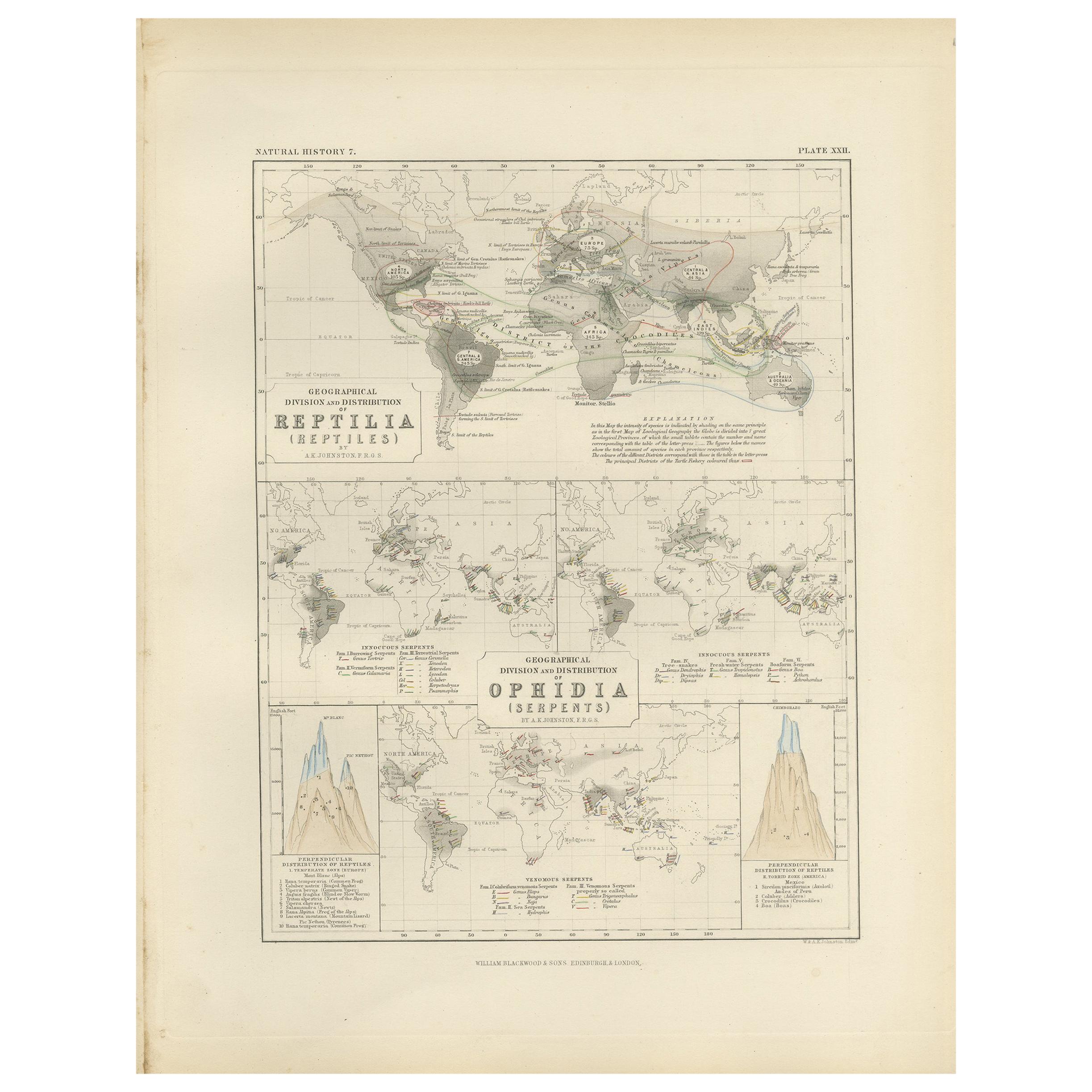 Antique Map Showing the Division and Distribution of Reptiles by Johnston '1850' For Sale