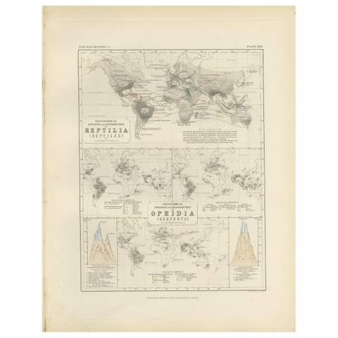 Antique Map Showing the Division and Distribution of Reptiles by Johnston '1850'