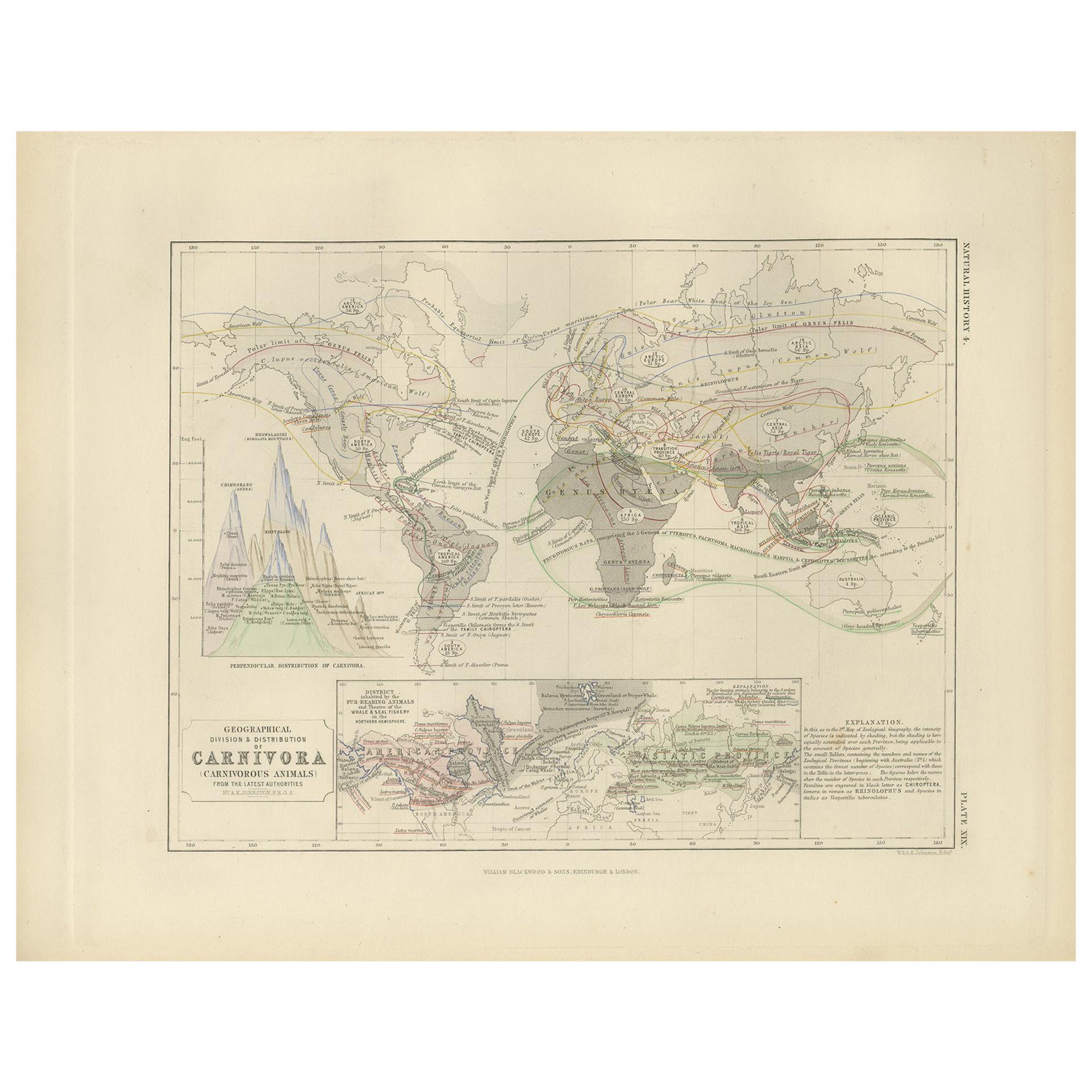 Mapa antiguo que muestra la división y distribución de los carnívoros por Johnston '1850