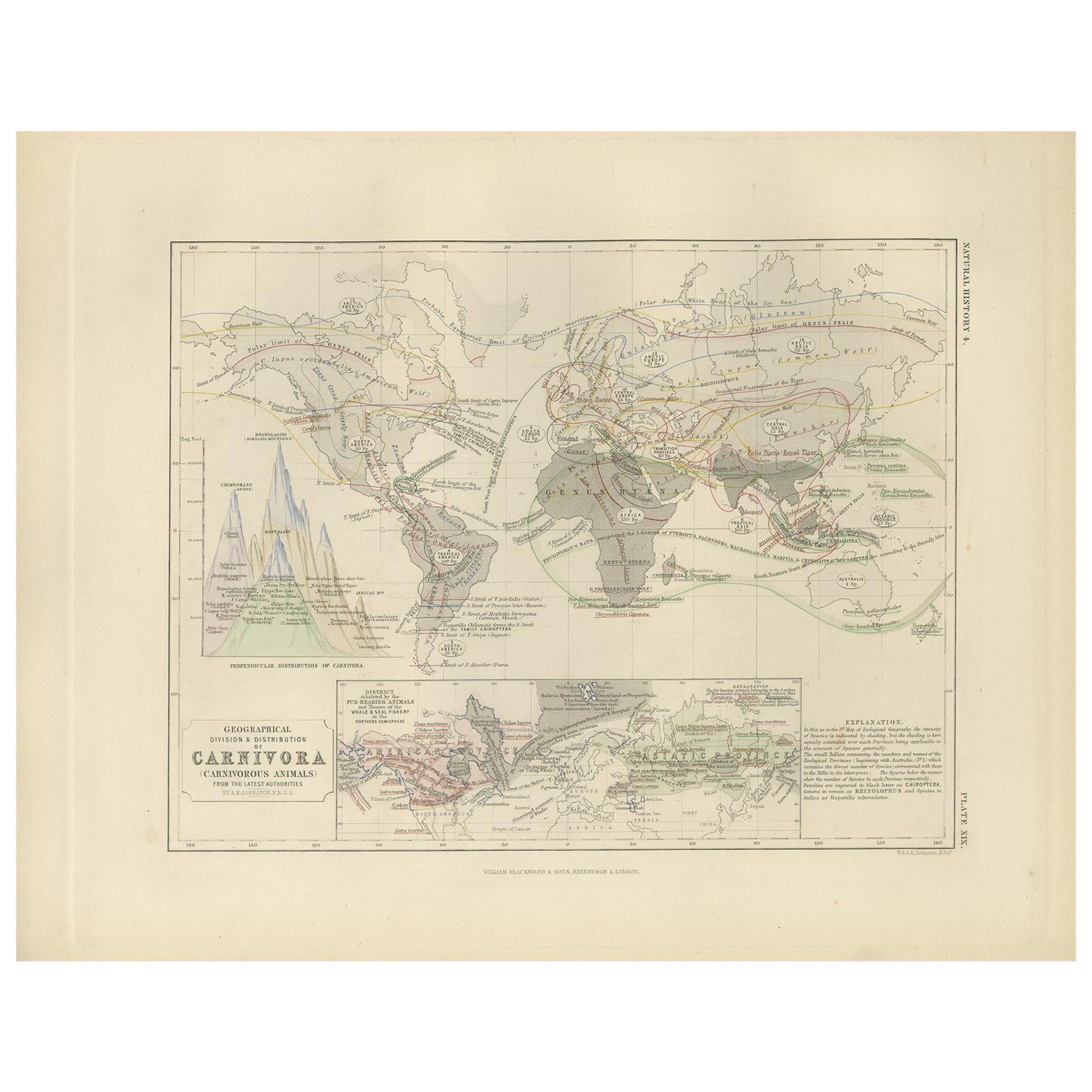 Carte ancienne montrant la division et la distribution de Carnivora par Johnston '1850'