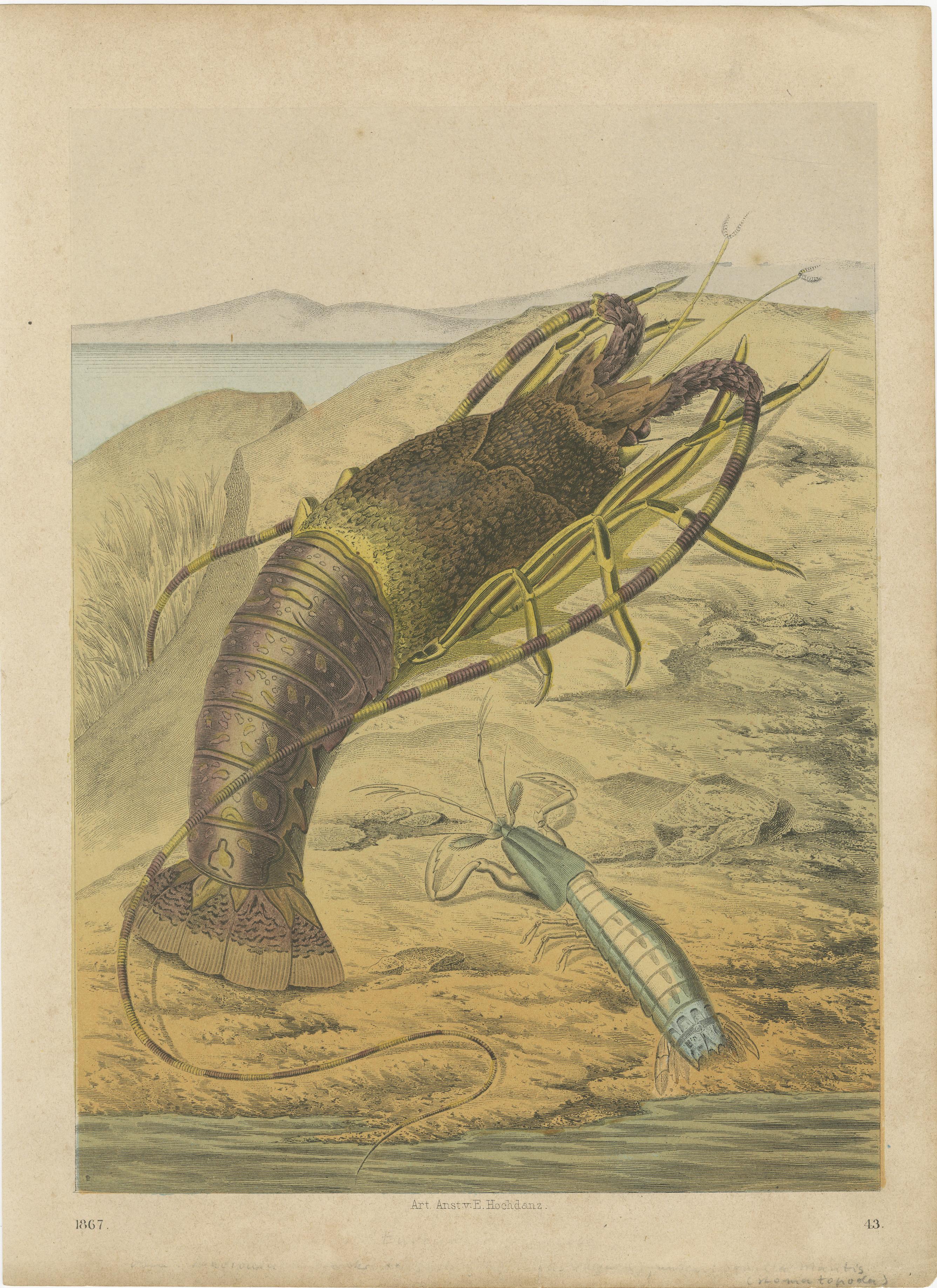 Grabados Marinos Antiguos - Langosta, Cangrejos, Conchas y Moluscos, c.1840s-1850s

Un sorprendente conjunto de cuatro litografías originales coloreadas a mano que representan la vida marina con vívidos detalles naturales. Los platos presentan: un