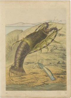 Antique Marine Prints – Lobster, Crabs, Shells, and Mollusks, circa 1850