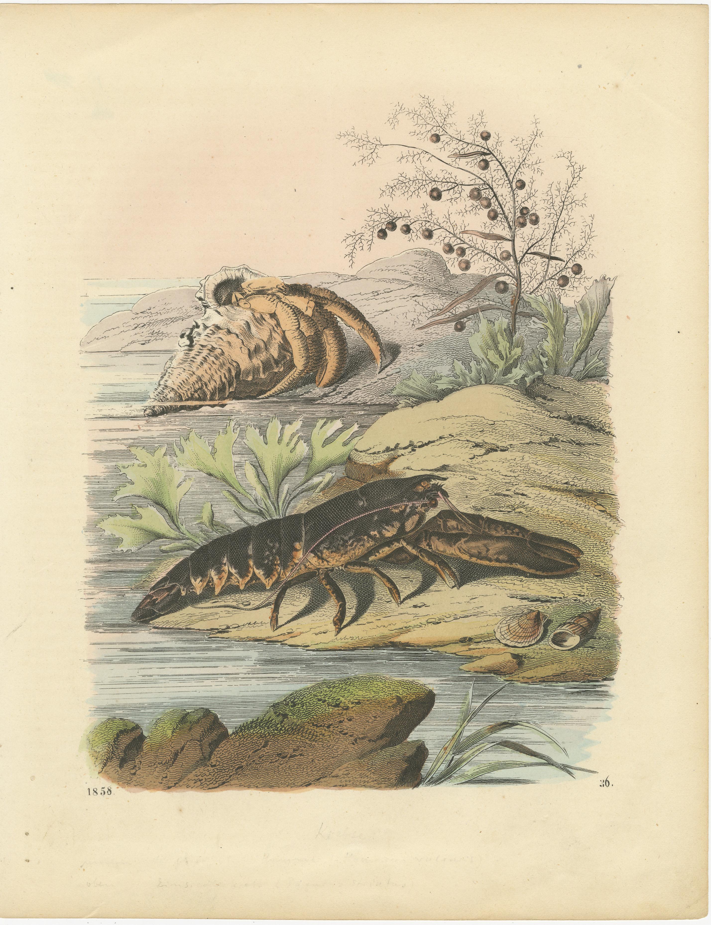 Grabados marinos antiguos - Langosta, cangrejos, conchas y moluscos, hacia 1850 Alemán en venta