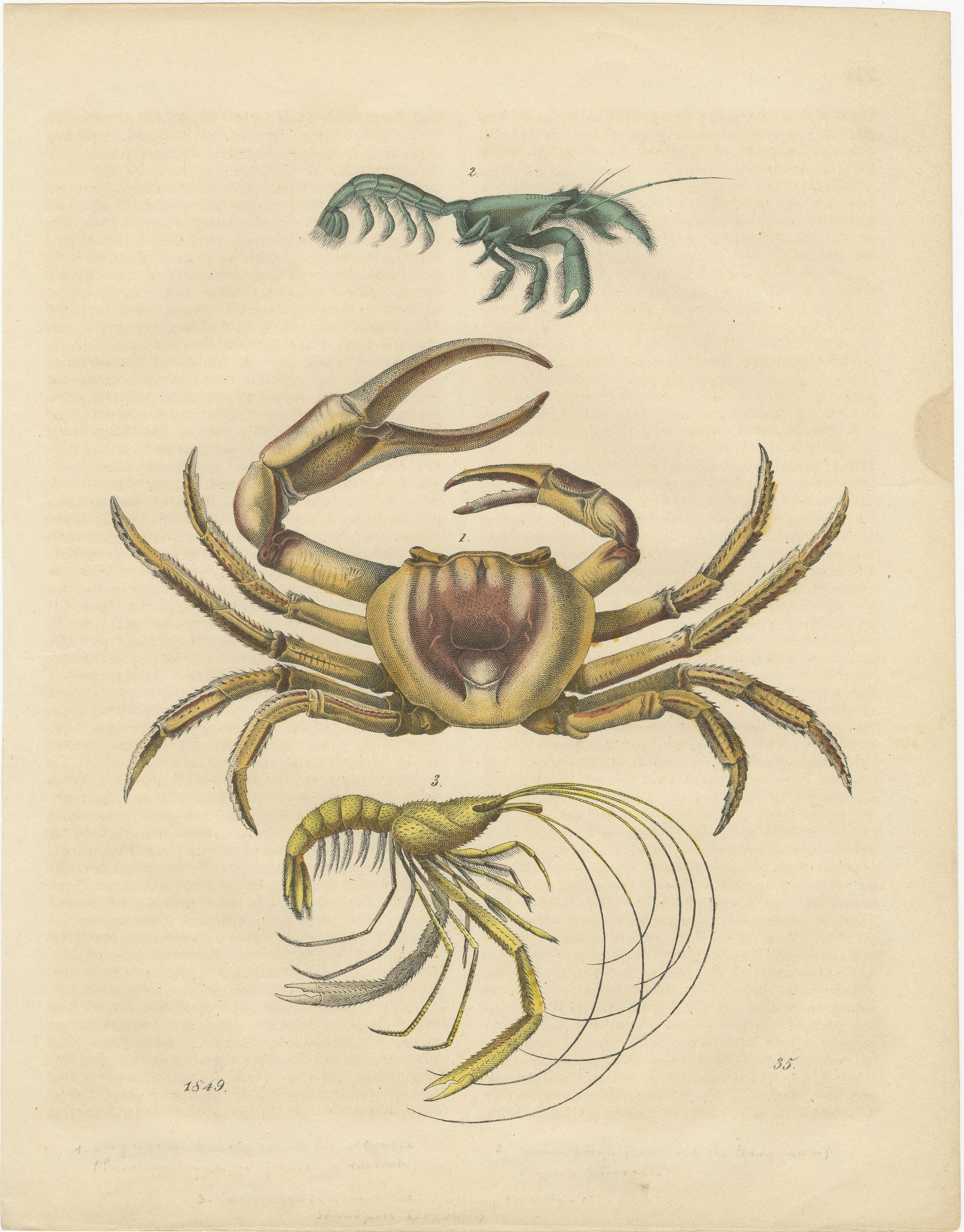 Grabados marinos antiguos - Langosta, cangrejos, conchas y moluscos, hacia 1850 siglo XIX en venta