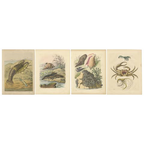 Antique Marine Prints – Lobster, Crabs, Shells, and Mollusks, circa 1850